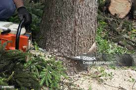 Seasonal Cleanup (Spring/Fall) in Red Lake Falls, MN