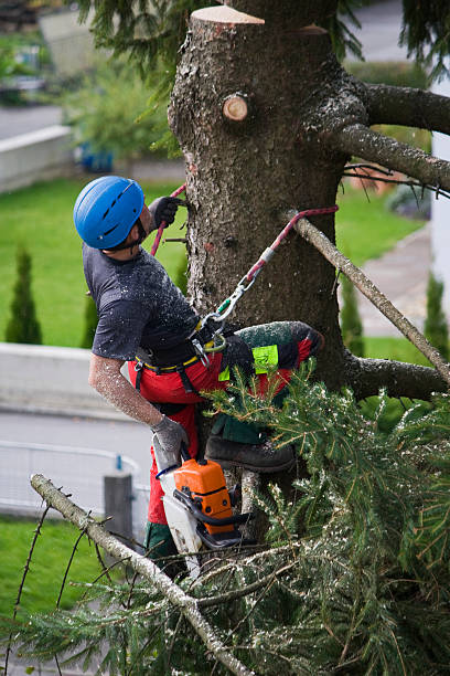 Trusted Red Lake Falls, MN Tree Removal Experts