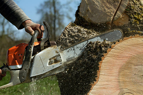 How Our Tree Care Process Works  in  Red Lake Falls, MN